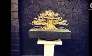 Bonsai Anting Putri Juara